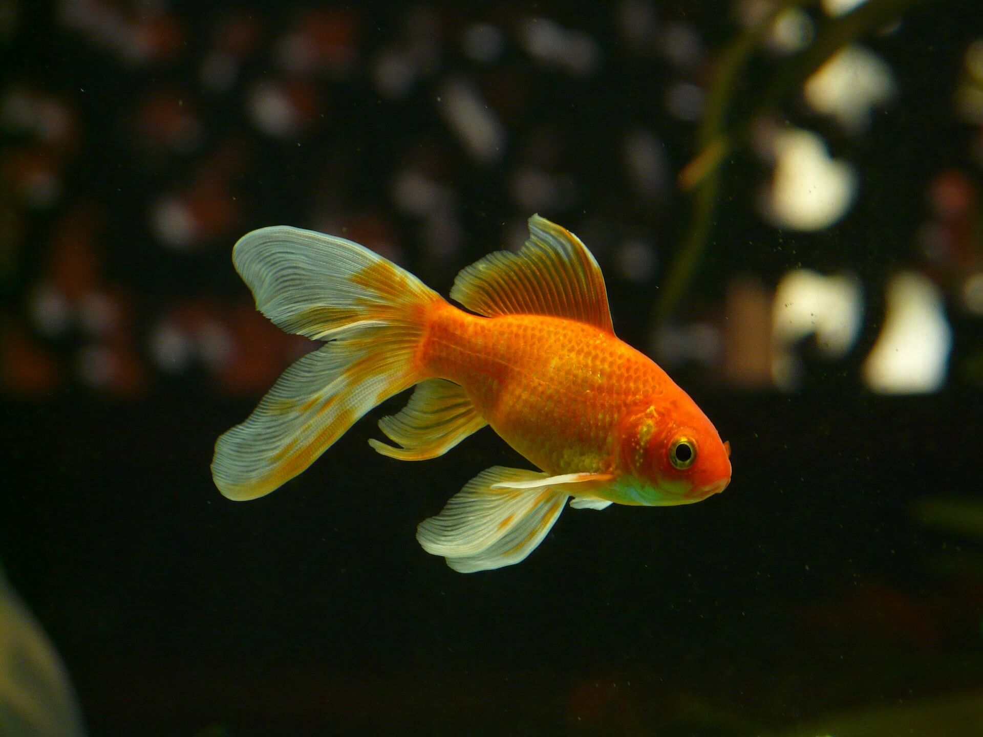 The Goldfish Myth: Why You Should Keep Investing in Written Content